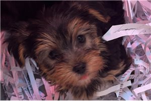 Cabaret - Yorkshire Terrier - Yorkie for sale