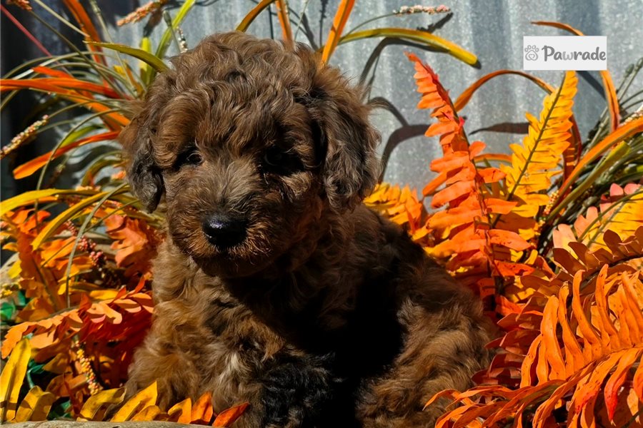 Teeny - Mini Goldendoodle for sale