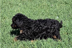 Tessa - Mini Goldendoodle for sale
