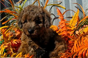 Teeny - Mini Goldendoodle for sale