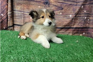 Kora - Shetland Sheepdog - Sheltie for sale