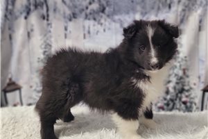 Juniper - puppy for sale