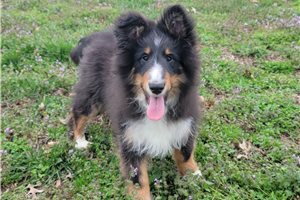 Jett - Shetland Sheepdog - Sheltie for sale