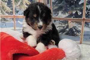 Jasmine - puppy for sale