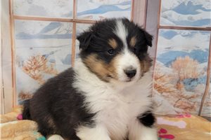 Jeremy - puppy for sale