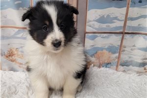 Kiera - Shetland Sheepdog - Sheltie for sale
