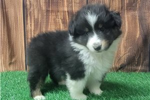 April - Shetland Sheepdog - Sheltie for sale
