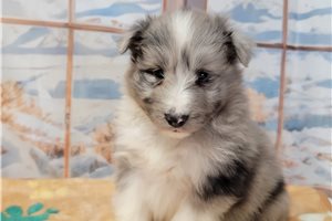 Joshua - puppy for sale