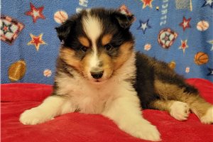 Joseph - puppy for sale