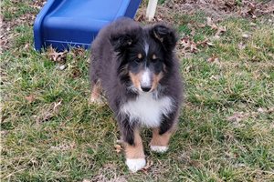 Jett - Shetland Sheepdog - Sheltie for sale