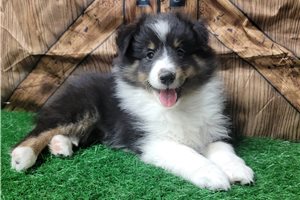 April - Shetland Sheepdog - Sheltie for sale