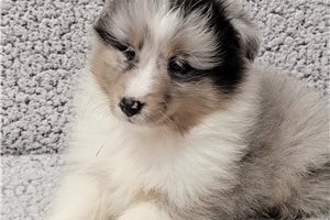 Poppa - Shetland Sheepdog - Sheltie for sale