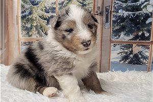Jolene - puppy for sale