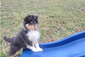 Jensen - Shetland Sheepdog - Sheltie for sale
