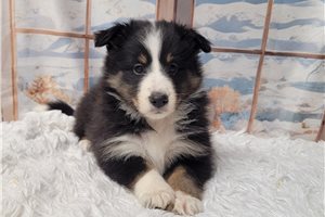 Kressly - Shetland Sheepdog - Sheltie for sale