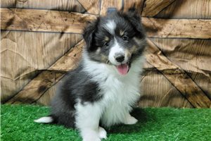 April - Shetland Sheepdog - Sheltie for sale