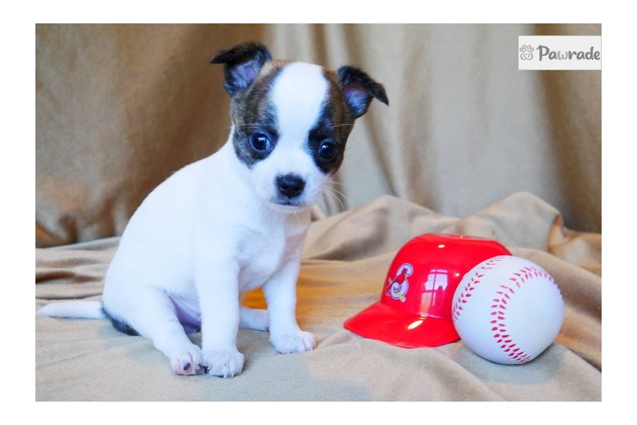 Aston - Chihuahua for sale