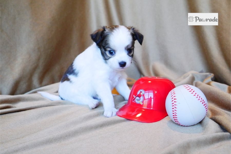 Shelby - Chihuahua for sale
