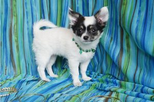 Paris - Chihuahua for sale