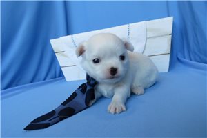 Tango - Chihuahua for sale