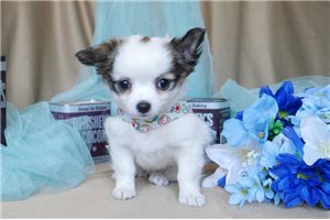 Sedona - Chihuahua for sale