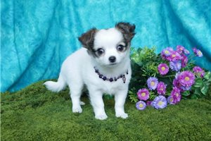 Sedona - Chihuahua for sale