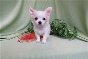 Tuscany - Chihuahua for sale
