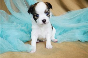 Shelby - Chihuahua for sale