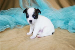 Aston - puppy for sale