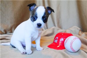 Aston - Chihuahua for sale