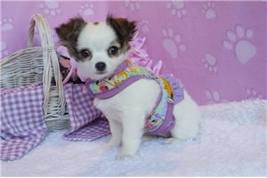 Sedona - Chihuahua for sale