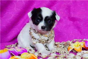 Paris - puppy for sale