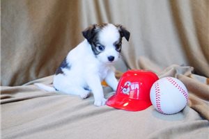 Shelby - Chihuahua for sale