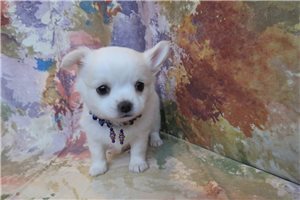 Rosemary - Chihuahua for sale