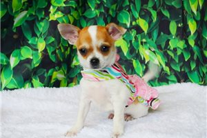 Chardonnay - Chihuahua for sale