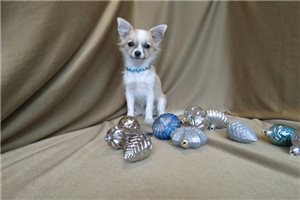 Davia - Chihuahua for sale