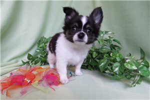 Cowboy - Chihuahua for sale