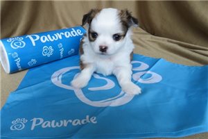 Habanero - Chihuahua for sale