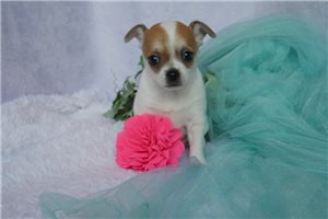 Chardonnay - Chihuahua for sale