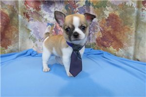 Chipotle - Chihuahua for sale