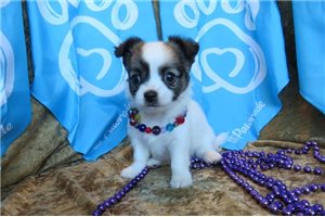 Victoria - Chihuahua for sale