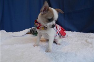 Bluey - Chihuahua for sale