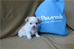 DandyLion - Chihuahua for sale