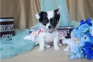 Paris - Chihuahua for sale