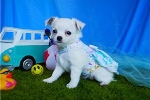 London - Chihuahua for sale