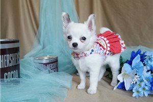 London - Chihuahua for sale