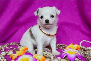 London - Chihuahua for sale