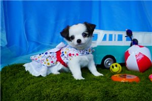 Sedona - Chihuahua for sale