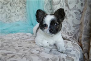 Cybele - puppy for sale