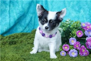 Paris - Chihuahua for sale
